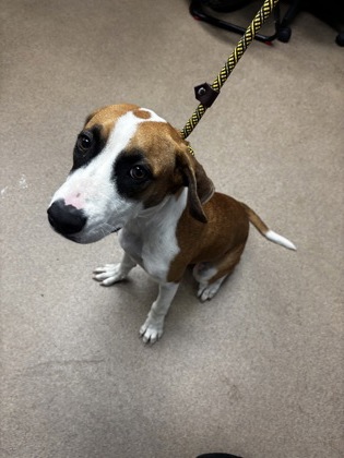 Shelter Stray Female Dog last seen , , GA, 3280 Chamblee Dunwoody Rd, Chamblee, GA 30341, USA