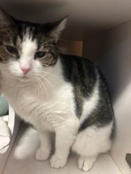 Shelter Stray Male Cat last seen Near Chamblee Dunwoody Rd. Chamblee, GA 30341, 30341, GA, 3280 Chamblee Dunwoody Rd, Chamblee, GA 30341, USA