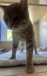 Shelter Stray Male Cat last seen Near Crescentwood Ln, Decatur, GA 30032, 30032, GA, 3280 Chamblee Dunwoody Rd, Chamblee, GA 30341, USA