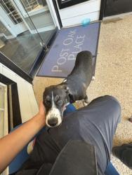 Shelter Stray Male Dog last seen Near Trinity Blvd, East District, TX, 355 Hillshire Dr, Haslet, TX 76052, USA