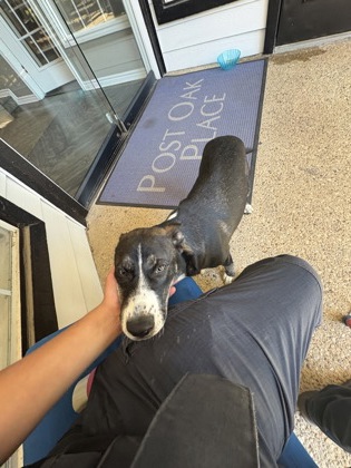 Shelter Stray Male Dog last seen Near Trinity Blvd, East District, TX, 355 Hillshire Dr, Haslet, TX 76052, USA