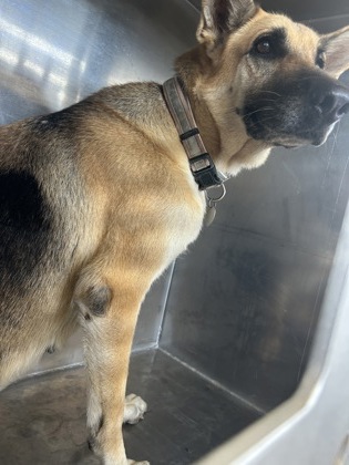 Shelter Stray Female Dog last seen Near Sam Bass Trail, North District,, 355 Hillshire Dr, Haslet, TX 76052, USA