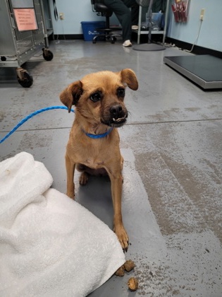Shelter Stray Female Dog last seen Near Sophistry Dr, Rancho Cordova, CA, 6201 Florin Perkins Rd, Sacramento, CA 95828, USA