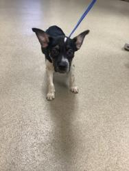 Shelter Stray Male Dog last seen Near West Freeway, West District, TX, 355 Hillshire Dr, Haslet, TX 76052, USA