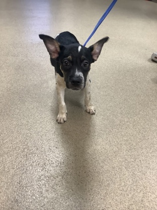Shelter Stray Male Dog last seen Near West Freeway, West District, TX, 355 Hillshire Dr, Haslet, TX 76052, USA
