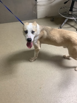 Shelter Stray Male Dog last seen Near Park Henderson, East District, TX, 355 Hillshire Dr, Haslet, TX 76052, USA