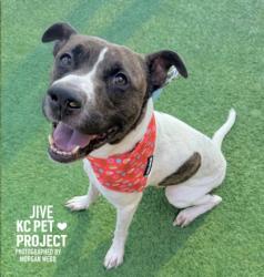 Shelter Stray Male Dog last seen Near Marsh Ave, 64132, MO, 7077 Elmwood Ave, Kansas City, MO 64132, USA