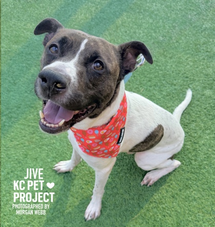 Shelter Stray Male Dog last seen Near Marsh Ave, 64132, MO, 7077 Elmwood Ave, Kansas City, MO 64132, USA