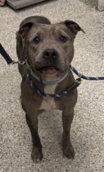 Shelter Stray Male Dog last seen Near Agnes Ave, 64128, MO, 7077 Elmwood Ave, Kansas City, MO 64132, USA