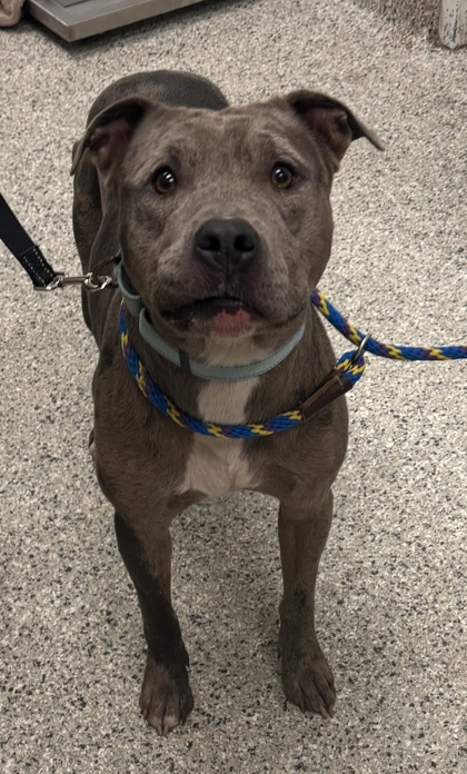 Shelter Stray Male Dog last seen Near Agnes Ave, 64128, MO, 7077 Elmwood Ave, Kansas City, MO 64132, USA