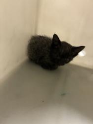 Shelter Stray Unknown Cat last seen Roy Road, Caddo Parish, LA, 1500 Monty St, Shreveport, LA 71107, USA