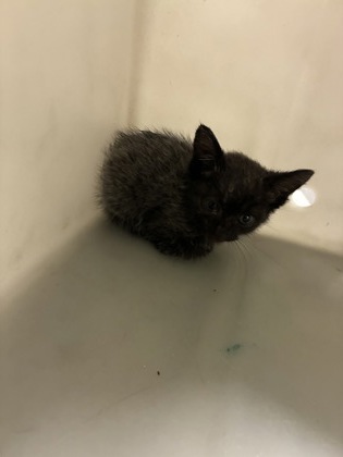 Shelter Stray Unknown Cat last seen Roy Road, Caddo Parish, LA, 1500 Monty St, Shreveport, LA 71107, USA