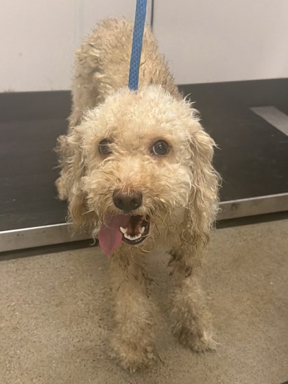 Shelter Stray Female Dog last seen Near (Elton Rear), 2nd District,, 9203 Detroit Ave, Cleveland, OH 44102, USA