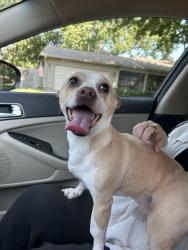 Reunited Male Dog last seen Corner of Branch and Rebecca, Champaign, Illinois, Champaign, IL 61821