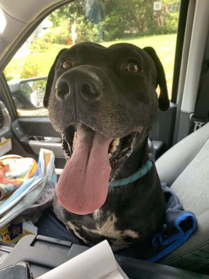 Shelter Stray Male Dog last seen Near Old Jonesboro Rd, Hapeville, GA, 1251 Fulton Industrial Blvd NW, Atlanta, GA 30336, USA