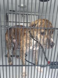 Shelter Stray Female Dog last seen Near Rhodes st, Atlanta, GA, 1251 Fulton Industrial Blvd NW, Atlanta, GA 30336, USA