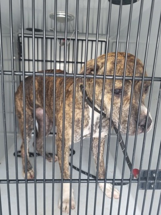 Shelter Stray Female Dog last seen Near Rhodes st, Atlanta, GA, 1251 Fulton Industrial Blvd NW, Atlanta, GA 30336, USA