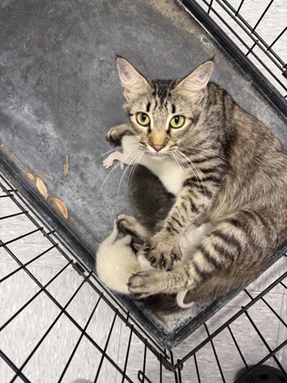 Shelter Stray Unknown Cat last seen Jerry stone wrecking company, Caddo Parish, LA, 1500 Monty St, Shreveport, LA 71107, USA