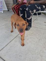 Shelter Stray Female Dog last seen Near Metropolitan Parkway SW., Atlanta, GA, 1251 Fulton Industrial Blvd NW, Atlanta, GA 30336, USA