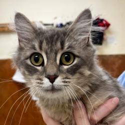 Shelter Stray Female Cat last seen Near Dunbar Rd, Mount Vernon, WA 98273, Skagit County, WA, 18911 Kelleher Rd, Burlington, WA 98233, USA