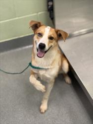 Shelter Stray Male Dog last seen Near norris rd, Gregg County, TX, 303 H G Mosley Pkwy, Longview, TX 75604, USA