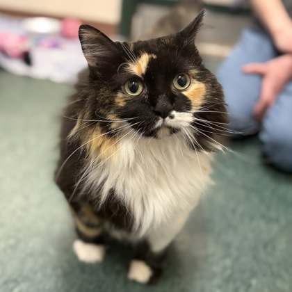 Shelter Stray Female Cat last seen Krueger Road, Marshall, Village of, WI, 5132 Voges Rd, Madison, WI 53718, USA