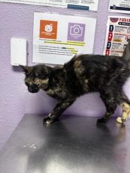 Shelter Stray Female Cat last seen Near Monroe, CITY of El Paso, TX, 5001 Fred Wilson Ave, El Paso, TX 79906, USA