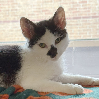Shelter Stray Female Cat last seen Subzero Pkwy, Fitchburg, City of, WI, 5132 Voges Rd, Madison, WI 53718, USA