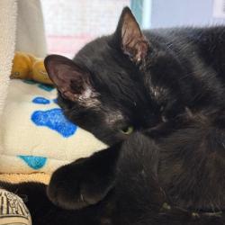 Shelter Stray Male Cat last seen Near Block of View Rd, Dunn, Town of, WI, 5132 Voges Rd, Madison, WI 53718, USA