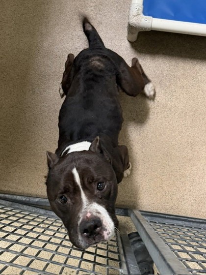 Shelter Stray Female Dog last seen Near Davis st, Oakland, CA, 1101 29th Ave, Oakland, CA 94601, USA