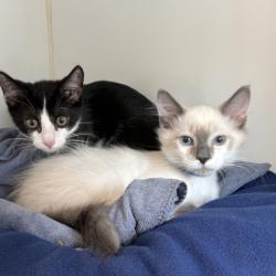 Shelter Stray Male Cat last seen , , CA, 1101 29th Ave, Oakland, CA 94601, USA