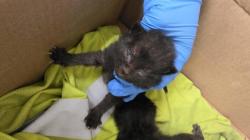 Shelter Stray Male Cat last seen Oakland Hills, Oakland, CA, 1101 29th Ave, Oakland, CA 94601, USA
