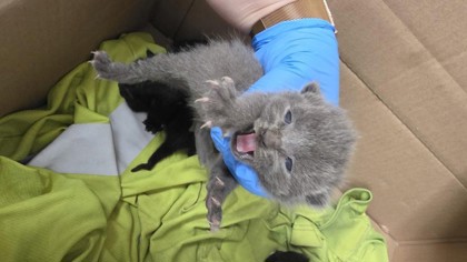 Shelter Stray Male Cat last seen Oakland Hills, Oakland, CA, 1101 29th Ave, Oakland, CA 94601, USA