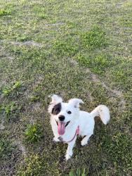 Lost Female Dog last seen larga lane webb chapel, Dallas, TX 75220