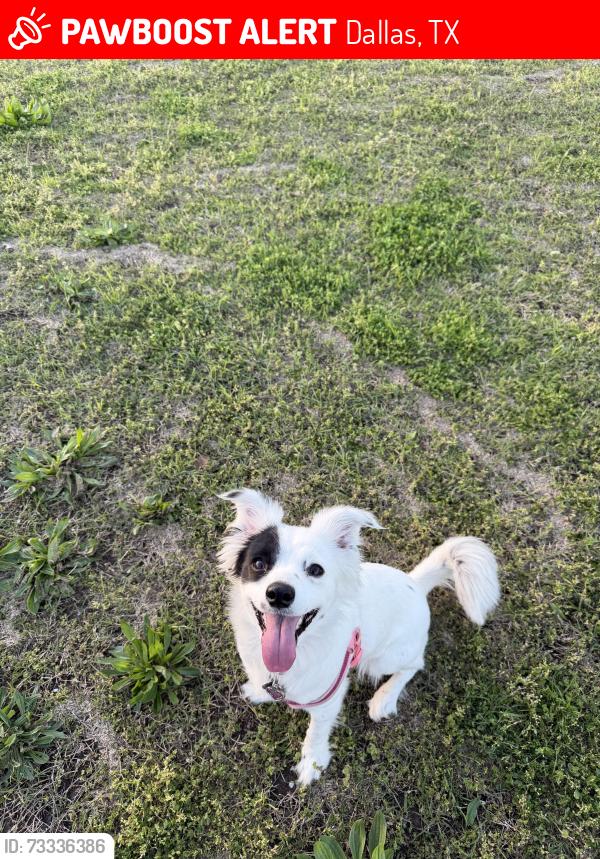 Lost Female Dog last seen larga lane webb chapel, Dallas, TX 75220