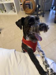 Lost Male Dog last seen SW 91st Ct and 154th ST. in Palmetto Bay, FL, Palmetto Bay, FL 33157