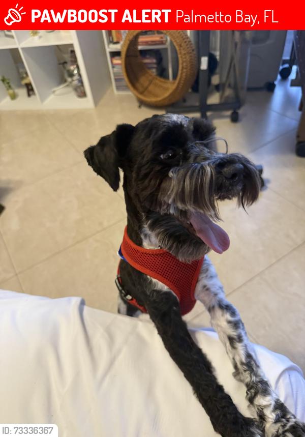 Lost Male Dog last seen SW 91st Ct and 154th ST. in Palmetto Bay, FL, Palmetto Bay, FL 33157