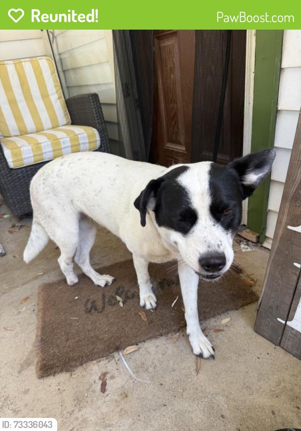 Reunited Female Dog last seen Near Wynn Terrace, Arlington, TX 76010, USA, Arlington, TX 76010