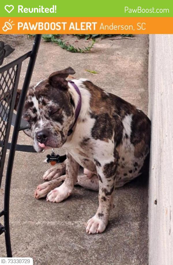 Reunited Male Dog last seen Anderson university, Anderson, SC 29621