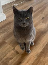 Reunited Male Cat last seen Near Washington Avenue, Montclair NJ, Montclair, NJ 07042
