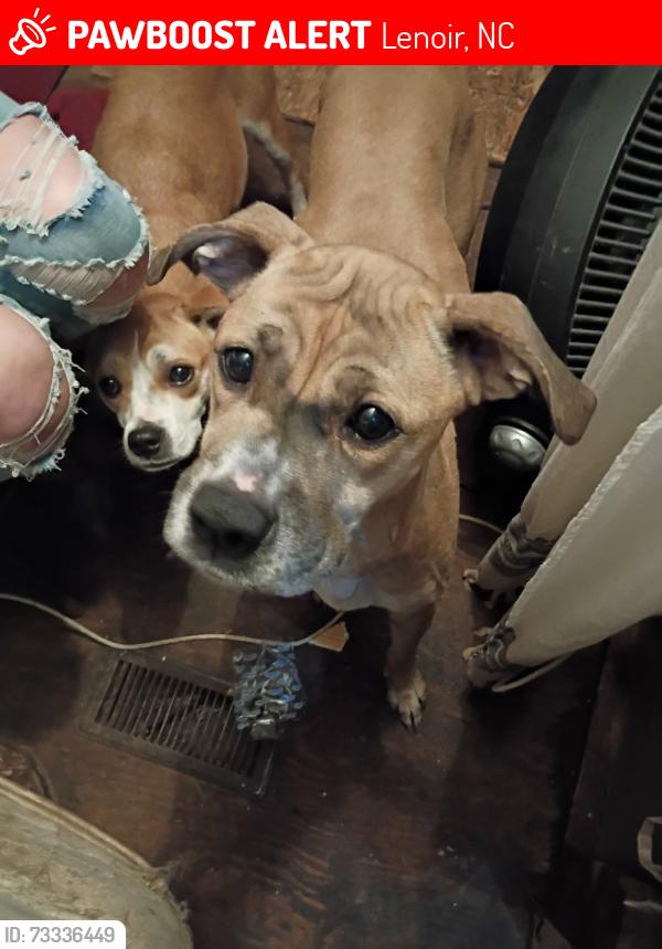 Lost Female Dog last seen Walt Arney and Hopedale Dr, Lenoir, NC 28645