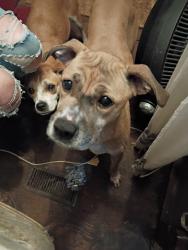 Lost Female Dog last seen Walt Arney and Hopedale Dr, Lenoir, NC 28645