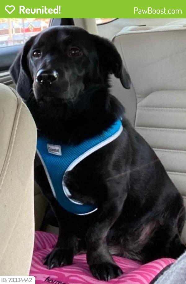 Reunited Female Dog last seen 4th and Lawrence St Monongahela, Monongahela, PA 15063