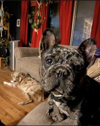 Reunited Male Dog last seen Avery park, Fort Collins, CO 80521