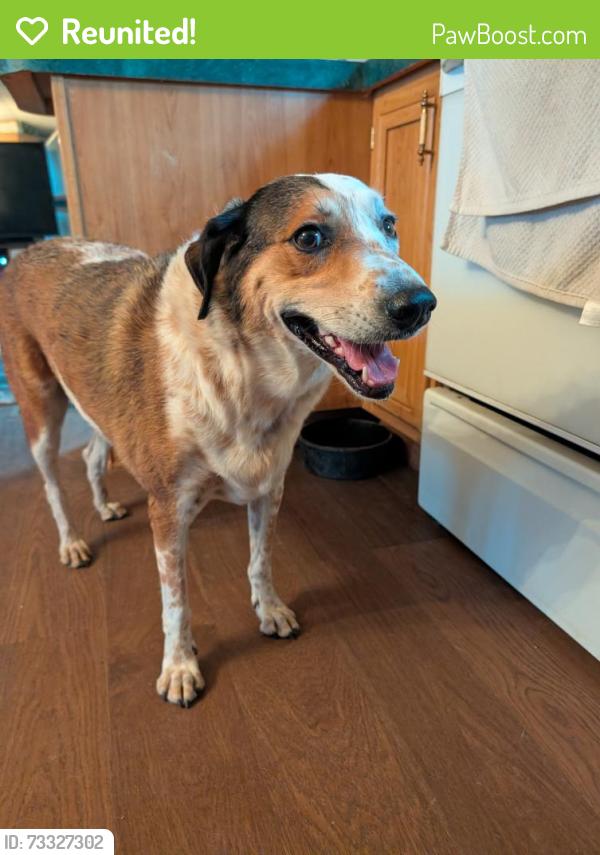 Reunited Female Dog last seen Cattle Tank and Crystal Visions, Marana, AZ 85658