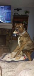 Lost Female Dog last seen Hwy 20 and 212, Covington, GA 30016