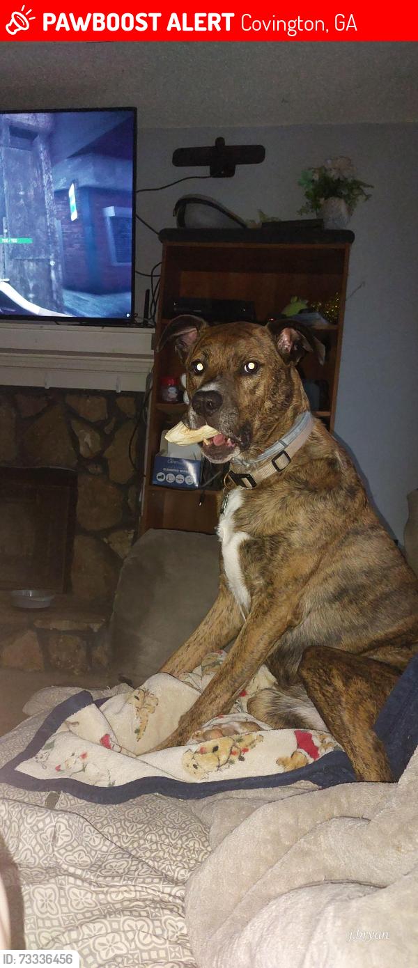 Lost Female Dog last seen Hwy 20 and 212, Covington, GA 30016