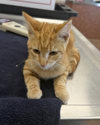 Shelter Stray Male Cat last seen Near Doolittle Street, SAN LEANDRO, CA, 94577, 8323 Baldwin St, Oakland, CA 94621, USA
