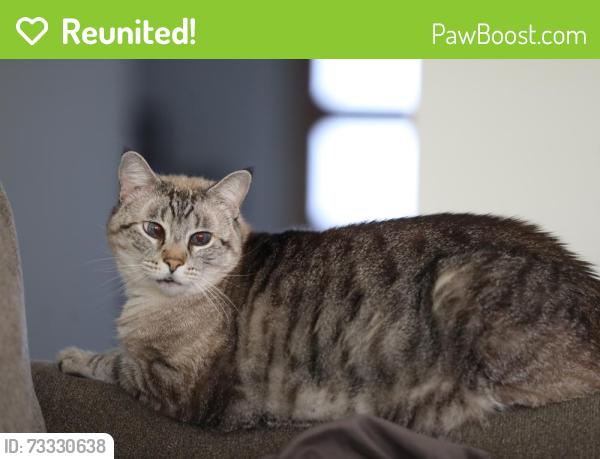 Reunited Male Cat last seen Near Crisp Beech St, Magnolia, TX, Magnolia, TX 77354