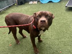 Shelter Stray Female Dog last seen Near Eastchester Road, BRONX, NY, 10461, 326 E 110th St, New York, NY 10029, USA